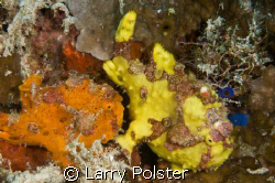 Pair of frogs, Bohol, Philippiness, D300, 105VR, no cropping by Larry Polster 